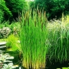 Schmalblättriger  Rohrkolben Typha angustifolia