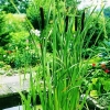 Breitblättriger  Rohrkolben Typha latifolia