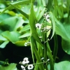 Pfeilkraut Sagittaria sagittifolia