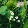 Japanisches Pfeilkraut Sagittaria japonica