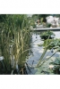 Bunter Kalmus Acorus calamus Variegatus