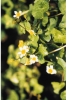 Weiße Sumpfdotterblume Caltha palustris 'Alba'