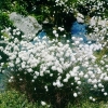 Scheidiges Wollgras Eriophorum vaginatum