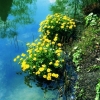 Sumpfdotterblume Caltha palustris