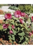 Sumpfeibisch Hibiscus palustris