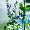 Blaue Sumpflobelie Lobelia siphilitica