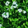 Sumpfvergißmeinicht Myosotis palustris