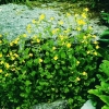 Gelbe Gauklerblume Mimulus luteus