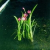 Rote Sumpfspaltgriffel Schizostylis coccinea