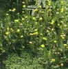 Goldknöpfchen Cotula coronopifolia
