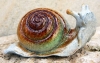 Schnecke