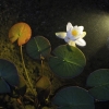 Seliger-Aqualight-Power-LED-Anwendung3