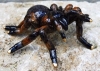 Spinne