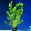 Hornkraut Ceratophyllum demersum Bundel